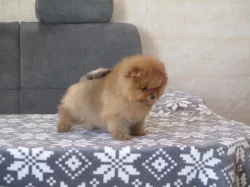 Pomeranian