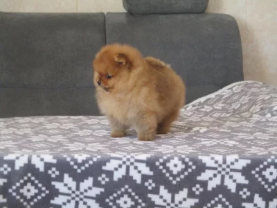 Pomeranian