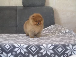 Pomeranian