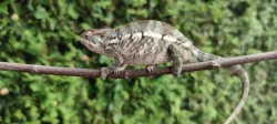 Chameleon FURCIFER PARDALIS