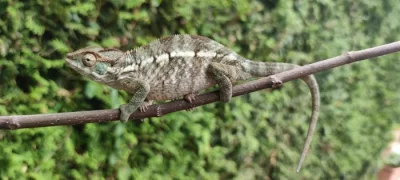 Chameleon FURCIFER PARDALIS