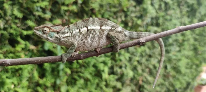 Chameleon FURCIFER PARDALIS