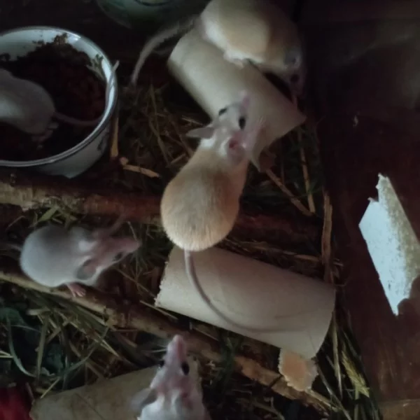 Bodlinatky Sinajské