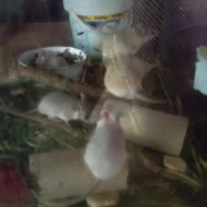 Bodlinatky Sinajské