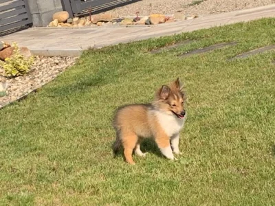 Zlatá sheltie