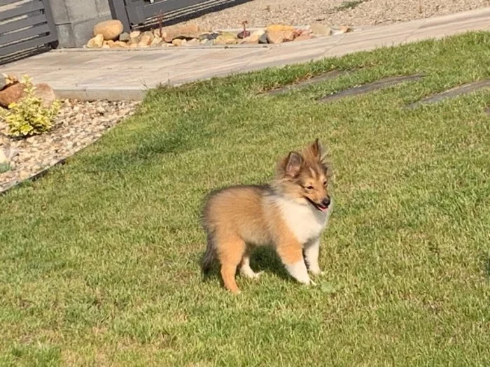 Zlatá sheltie