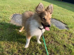 Zlatá sheltie
