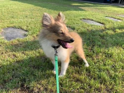 Zlatá sheltie