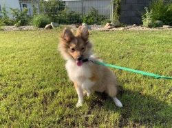 Zlatá sheltie