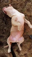 American bully