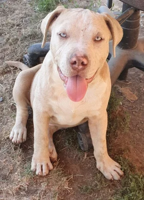 American bully