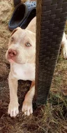 American bully