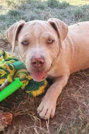 American bully
