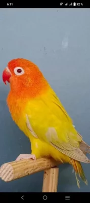 Agapornis fišeri Fallow
