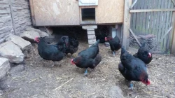 Násadová vejce Maranska černá měděněkrká