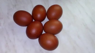 Násadová vejce Maranska černá měděněkrká