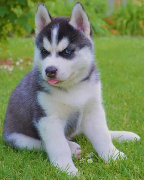 Sibiřský Husky s PP