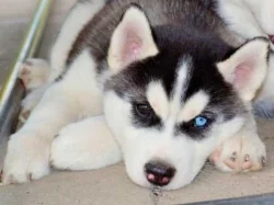 Sibiřský Husky s PP
