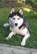 Sibiřský Husky s PP