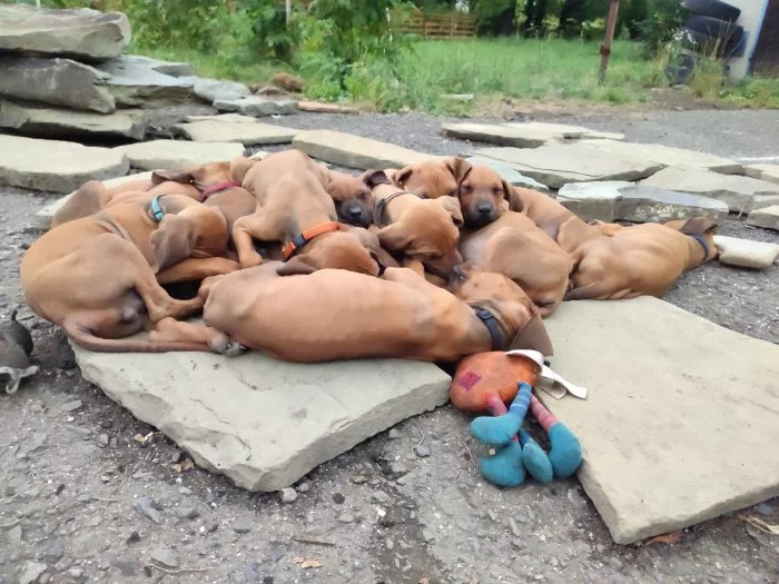 Rhodéský Ridgeback