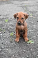 Rhodéský Ridgeback