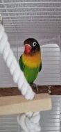 Agapornis i s klecí!