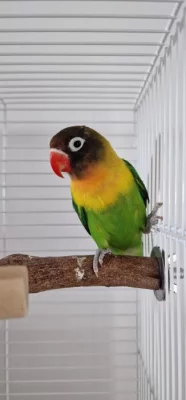 Agapornis i s klecí!