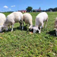 Jehnice Texel