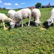 Jehnice Texel