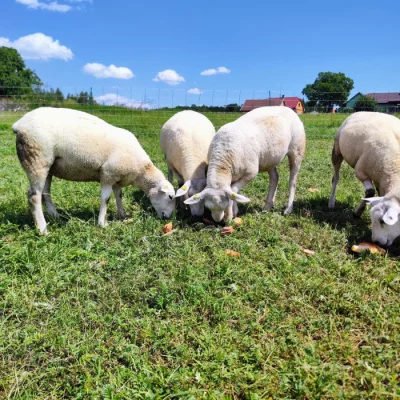 Jehnice Texel