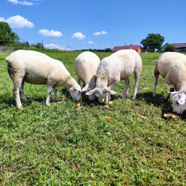 Jehnice Texel