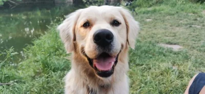 Krytí Zlatý retriever/retrívr