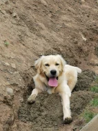 Krytí Zlatý retriever/retrívr