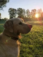 Krytí Zlatý retriever/retrívr