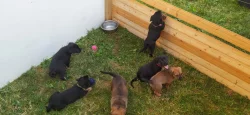 Dvě holky a jeden kluk hledají domov
