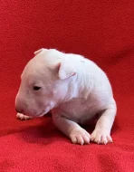 Miniaturní bulteriér