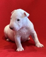 Miniaturní bulteriér