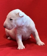 Miniaturní bulteriér
