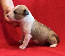 Miniaturní bulteriér