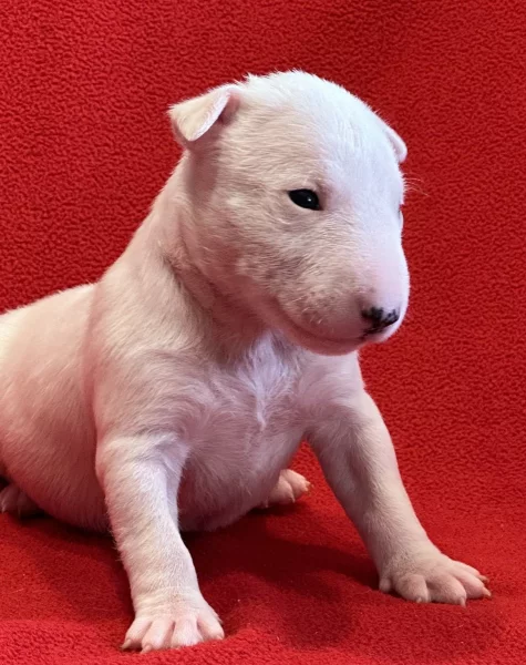 Miniaturní bulteriér