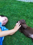 Labradorský retrívr s PP
