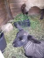 dvě ovečky , jedna s jehnětem (beránek) druh- suffolk