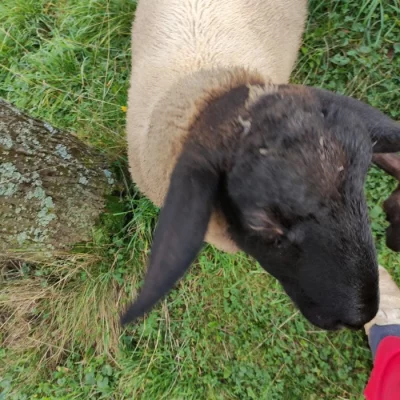 dvě ovečky , jedna s jehnětem (beránek) druh- suffolk
