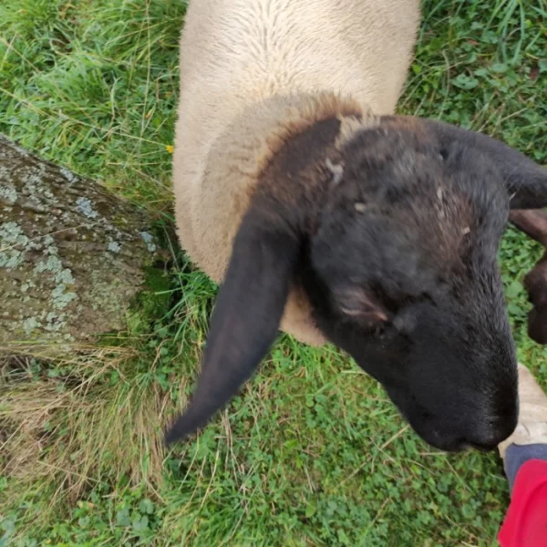 dvě ovečky , jedna s jehnětem (beránek) druh- suffolk