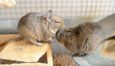 2 degu osmáci