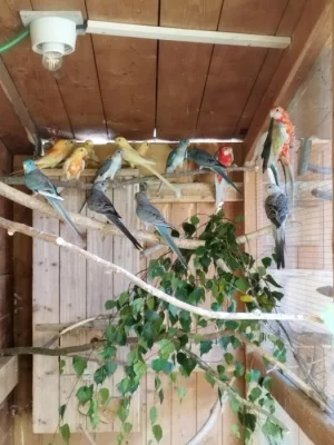 Letošní odchovy a chovné kusy