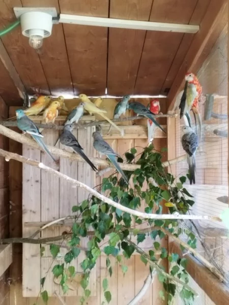 Letošní odchovy a chovné kusy