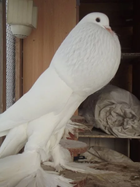 Brněnský voláč bílý