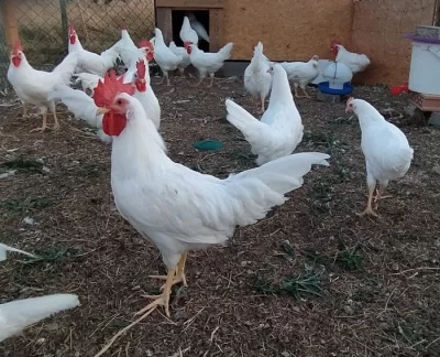 Prodám kouhout leghorn 11 týdnů