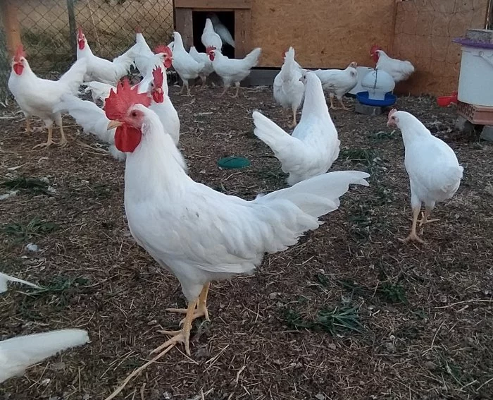 Prodám kouhout leghorn 11 týdnů